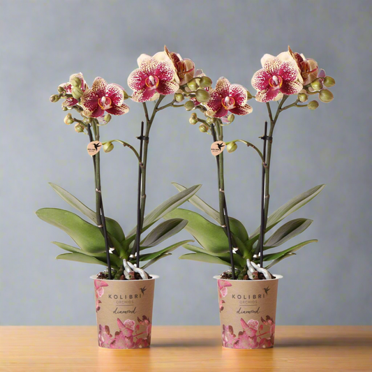 Vurige geelrode Phalaenopsis orchideeën – Set van 2 bloeiende kamerplanten, Ø9 cm x ±35 cm