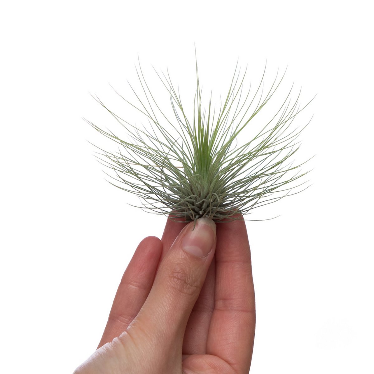 Tillandsia Andreana – Feathered Tangle from the High Andes, Ø8–10 cm