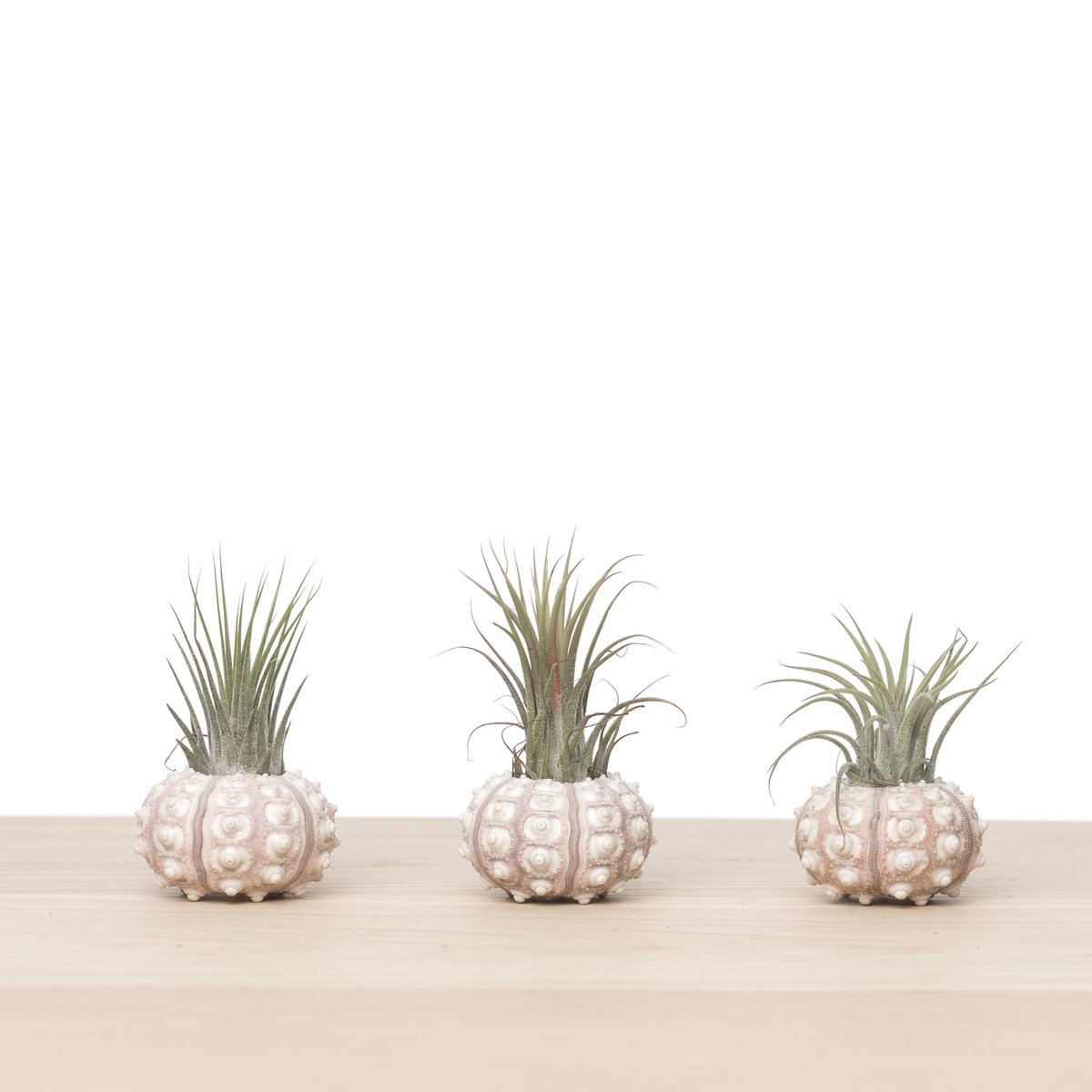 Sea Urchin Airplant Trio – Set of 3 Tidal Relics with Tillandsia, Ø6–9 cm