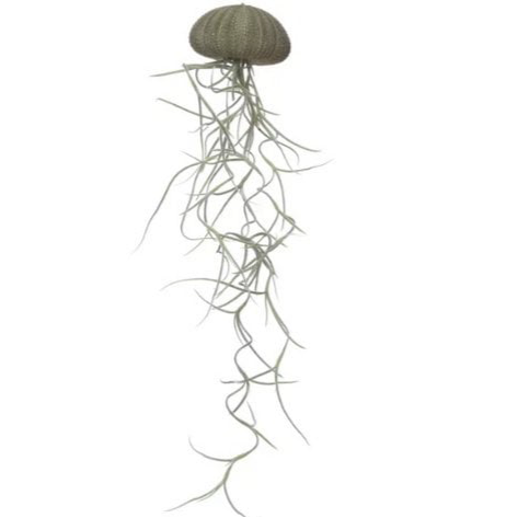 Green Jellyfish Airplant – Tidal Spirit with Spanish Moss, Ø5–7 cm