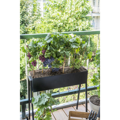 White Pixie Wine Grape – Terrace Vine Rituals, Ø14 cm × 30 cm
