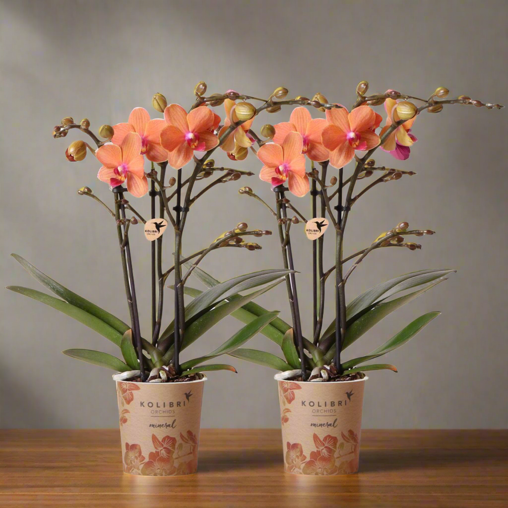 Golden Peach Orchid Duo – Gentle Accents for Bright Interiors, Ø9 cm × ±35 cm, by Kolibri Company