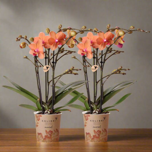 Levendige oranje Phalaenopsis orchideeën – Set van 2 bloeiende kamerplanten, Ø9 cm x ±35 cm