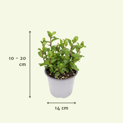 Herbal Companion Set – Set of 4, Assorted Living Green for Ritual & Kitchen, Ø14 x 10-20 cm