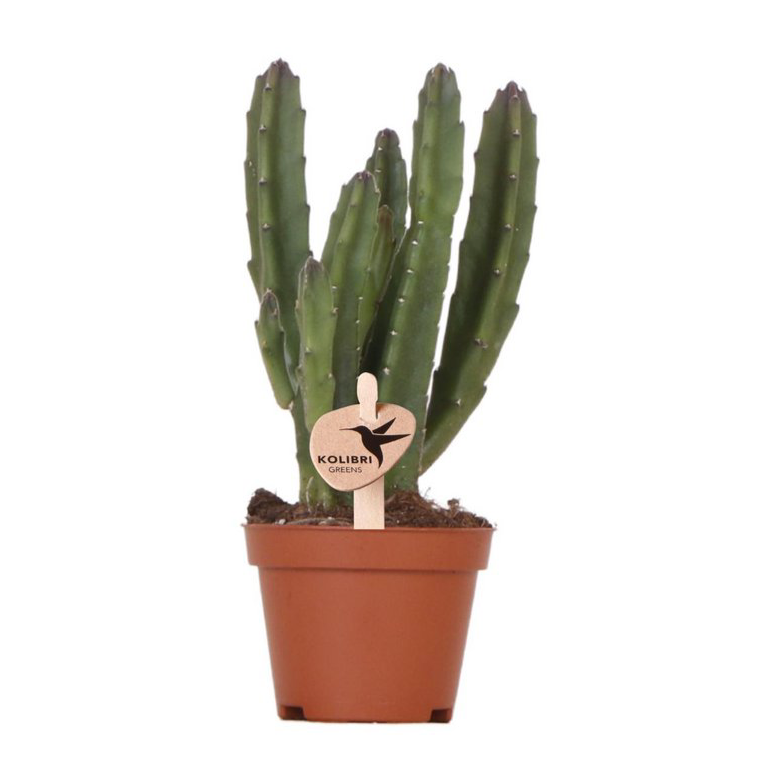 Stapelia Starflower Succulent – Silent Potential, Ø6–9 cm × ±10–12 cm