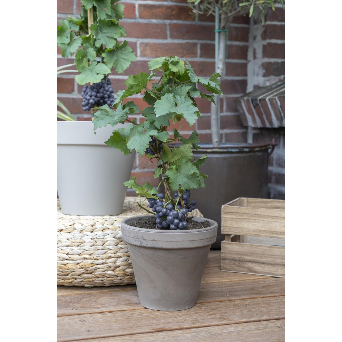 Red Dwarf Wine Grape – Terrace Mini-Vine Rituals, Ø14 cm×30 cm
