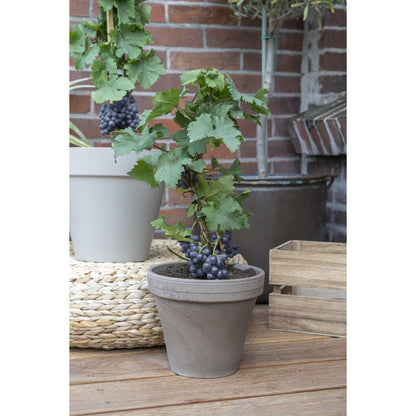 Red Dwarf Wine Grape – Terrace Mini-Vine Rituals, Ø14 cm×30 cm