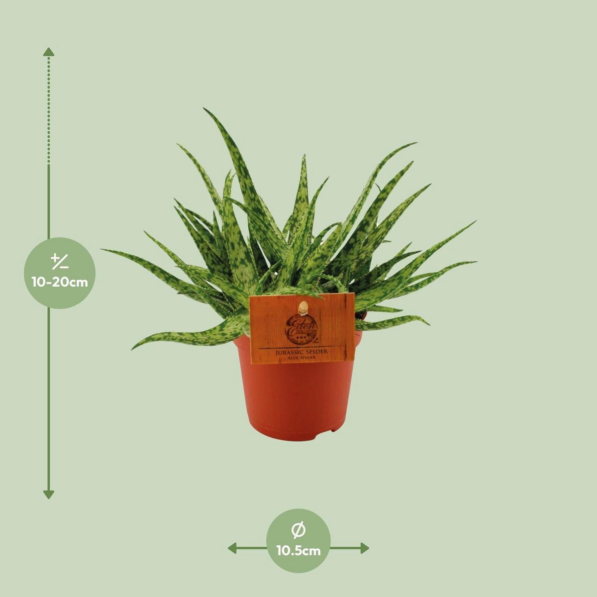 Spider-Leaf Aloe Succulent – Sculptural Accent for Calm Interiors, Ø10.5 × 15 cm