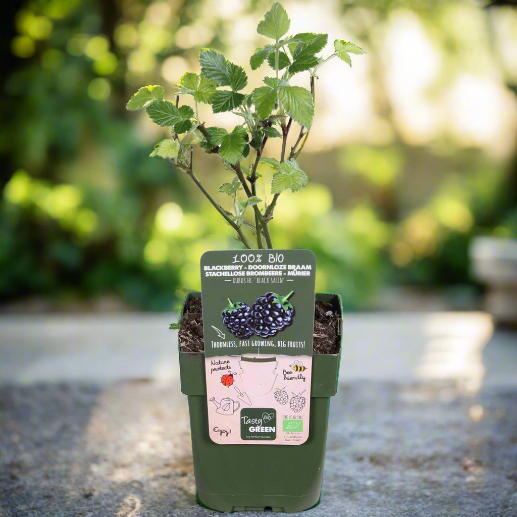 Blackberry Shrub – Thornless Harvest Ease, Ø13 cm × 45 cm