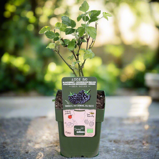 Blackberry Shrub – Thornless Harvest Ease, Ø13 cm × 45 cm