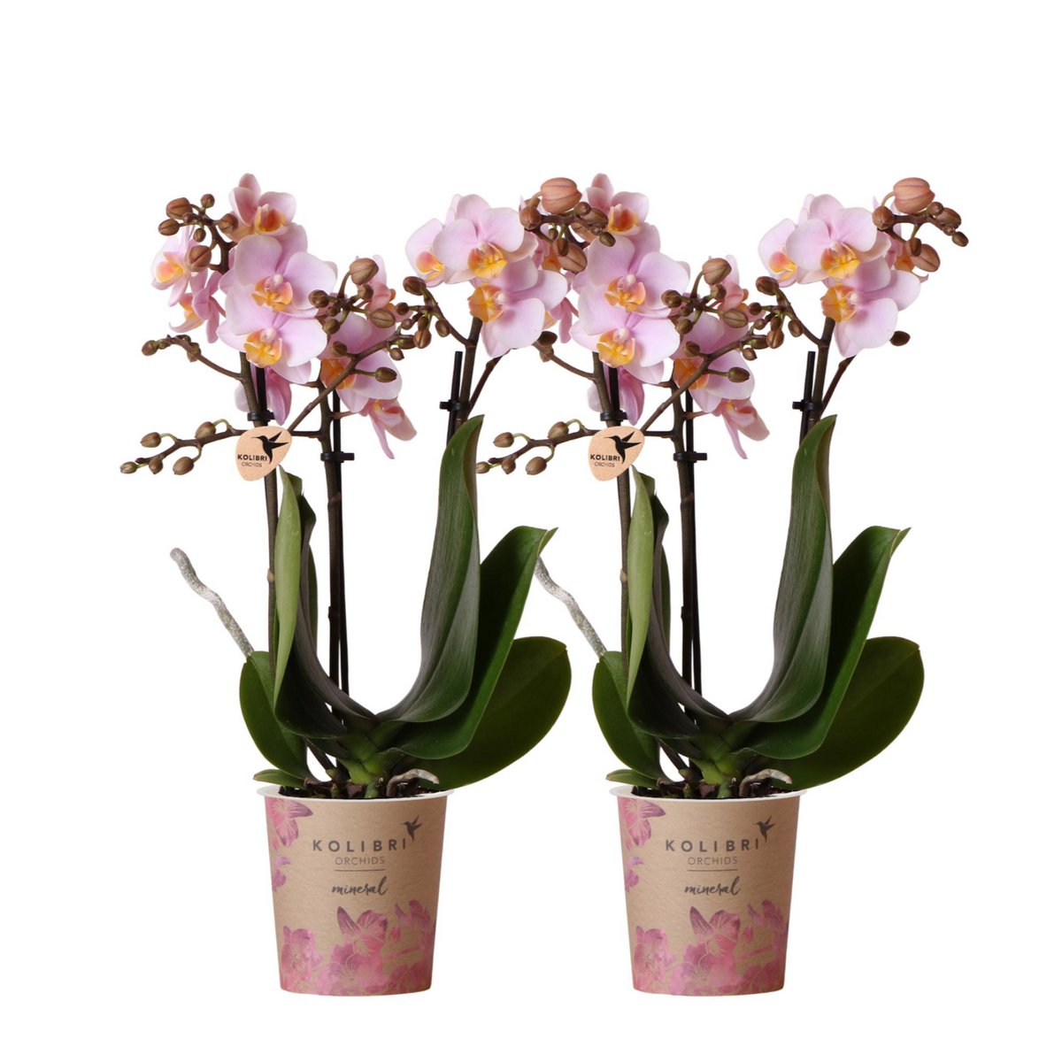 Soft Pink Orchid Duo – Graceful Blooms for Calm Interiors, Ø9 cm × ±35 cm, by Kolibri Company