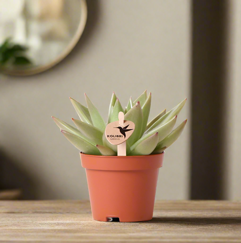 Succulent Echeveria Miranda – Small Rosette Plant, Ø6 cm
