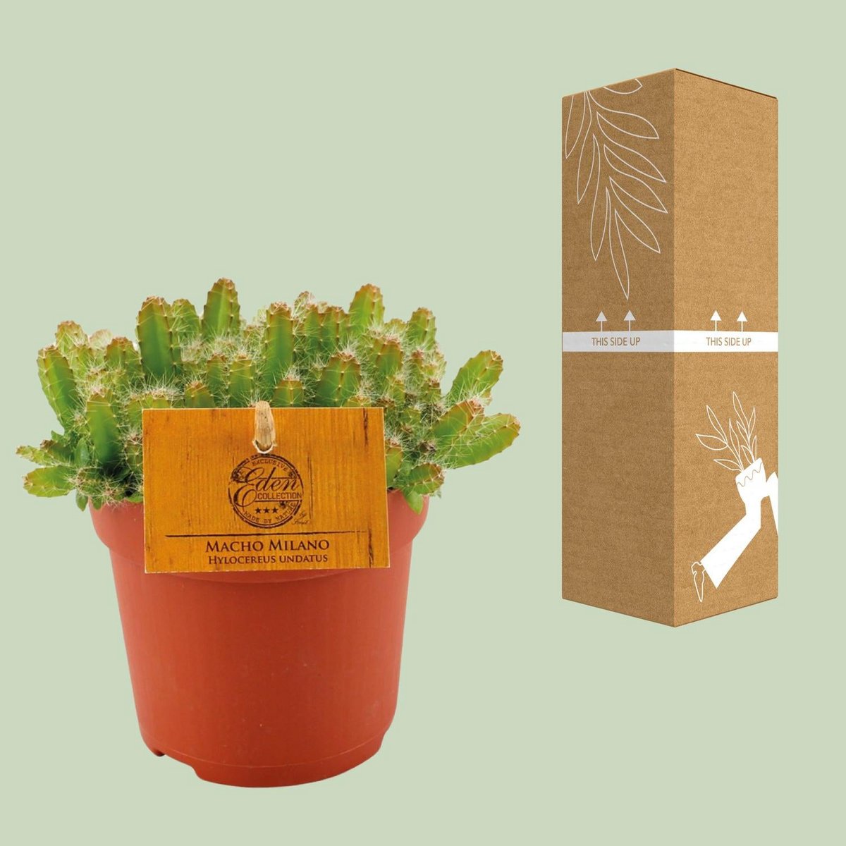 Hylocereus Undatus Cactus – Drakenfruit Succulent, Ø11 cm x ±15 cm