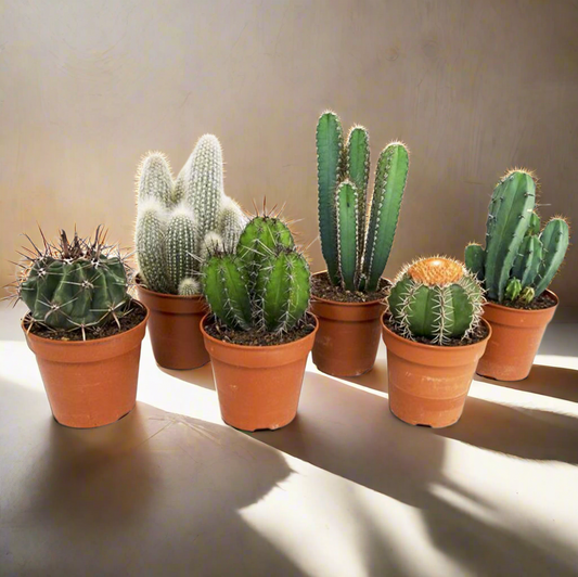 Cactus Mix Set – Set van 6 gemengde cactussen, Ø12 cm, ±20 cm