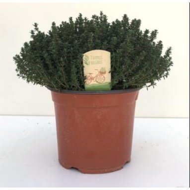 Thyme Shrub – Scented Calm Rituals, Ø18 cm × 45 cm