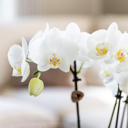 Mixed Orchid Surprise Box – Set of 4 Blooming Beauties for the Price of 3, Ø12 cm x ±45 cm