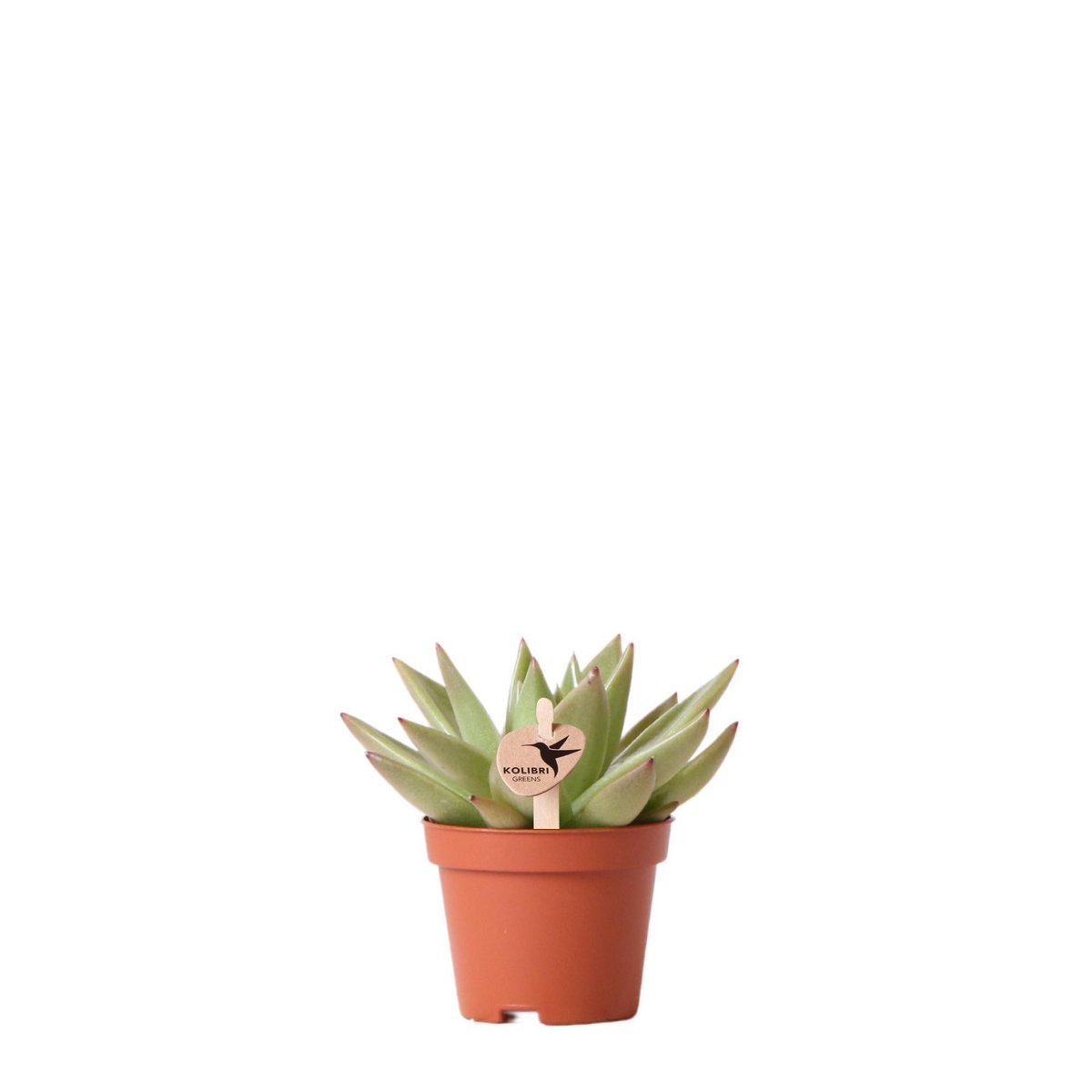 Succulent Echeveria Miranda – Small Rosette Plant, Ø6 cm
