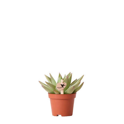 Succulent Echeveria Miranda – Small Rosette Plant, Ø6 cm