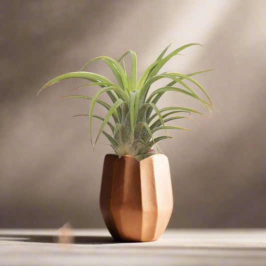 Tillandsia Ionantha Rubra – Fire-Tipped Forest Gem, 4–6 cm