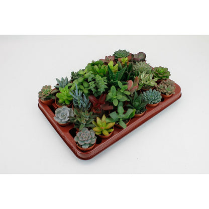 Succulent Mix – Set of 30 Assorted Mini Plants, Ø5.5–7 cm