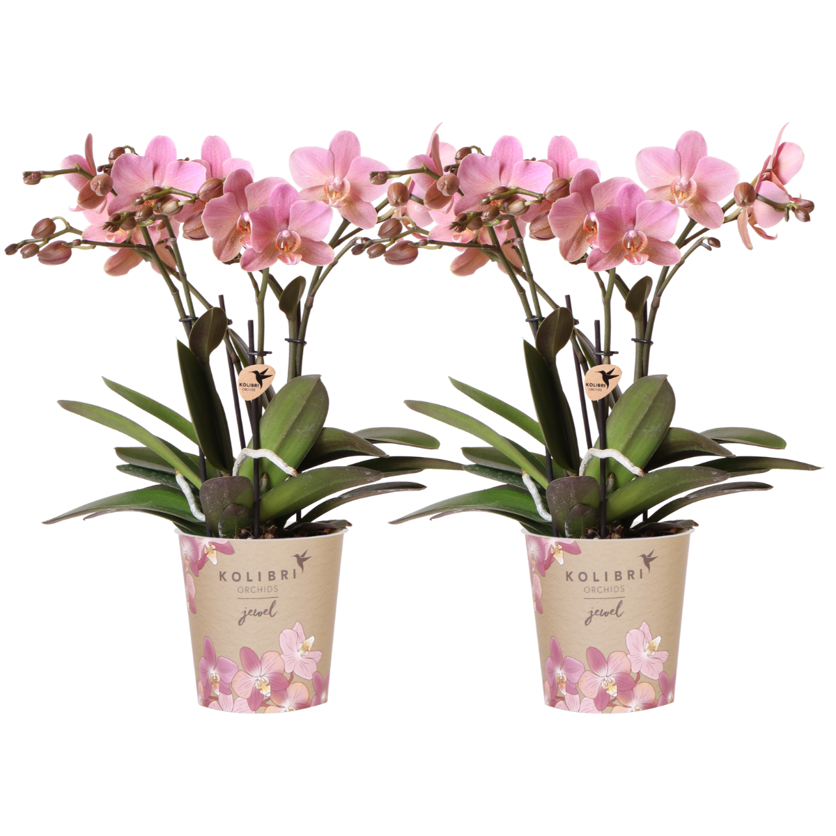Dusty Pink Orchid Duo – Muted Elegance for Mindful Corners, Ø12 cm × ±45 cm