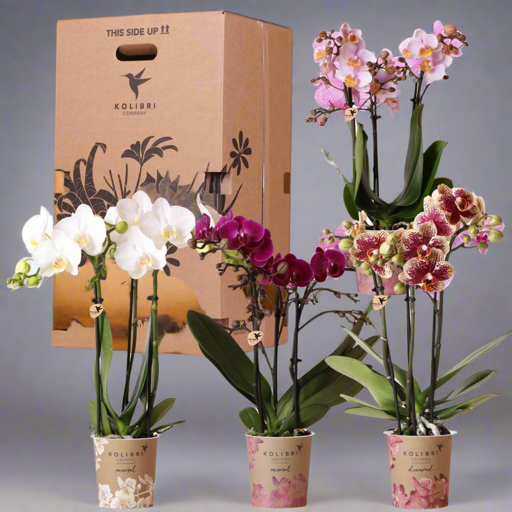 Assorted Orchid Surprise Box – Set of 4 Floral Charms for the Price of 3, Ø9 cm x ±35 cm