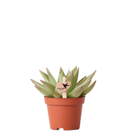 Succulent Echeveria Miranda – Small Rosette Plant, Ø6 cm