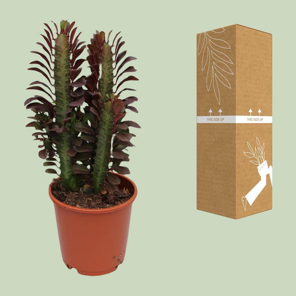 Red Guardian African Milk Tree – Sculptural Energy Keeper, Ø12×40 cm