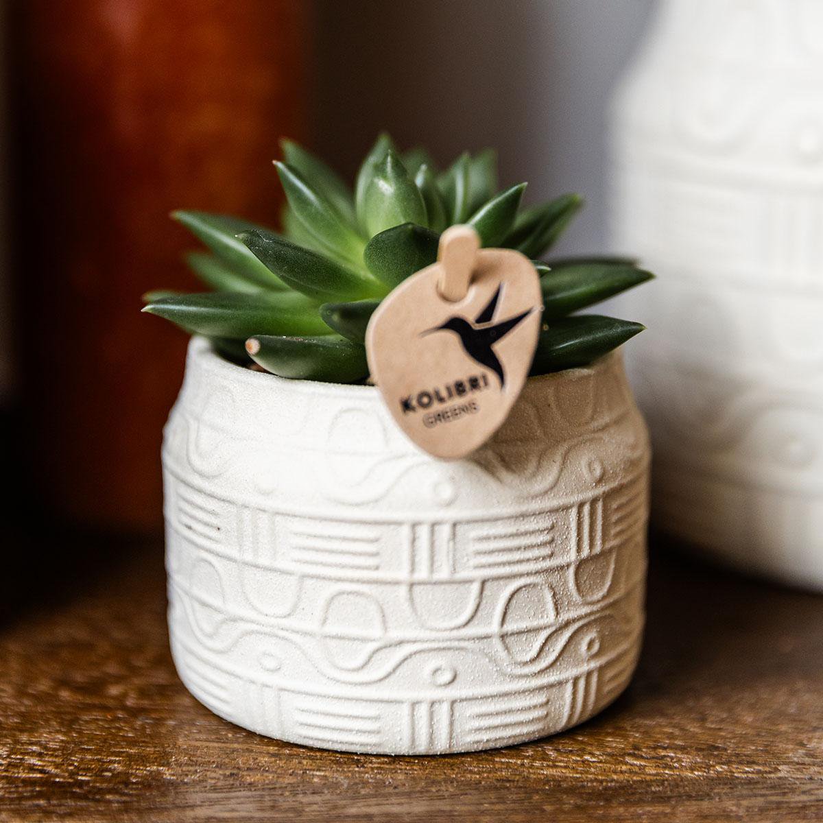 Succulent Echeveria Miranda – Small Rosette Plant, Ø6 cm