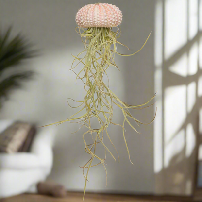 Pink Jellyfish Airplant – Blush Driftform with Spanish Moss, Ø4–5 cm