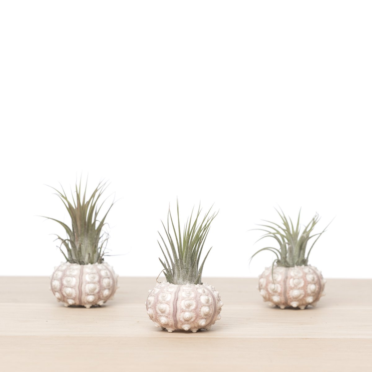 Sea Urchin Airplant Trio – Set of 3 Tidal Relics with Tillandsia, Ø6–9 cm