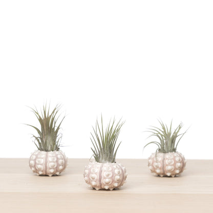 Sea Urchin Airplant Trio – Set of 3 Tidal Relics with Tillandsia, Ø6–9 cm