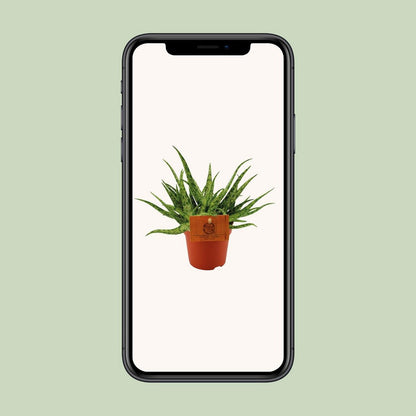 Spider-Leaf Aloe Succulent – Sculptural Accent for Calm Interiors, Ø10.5 × 15 cm