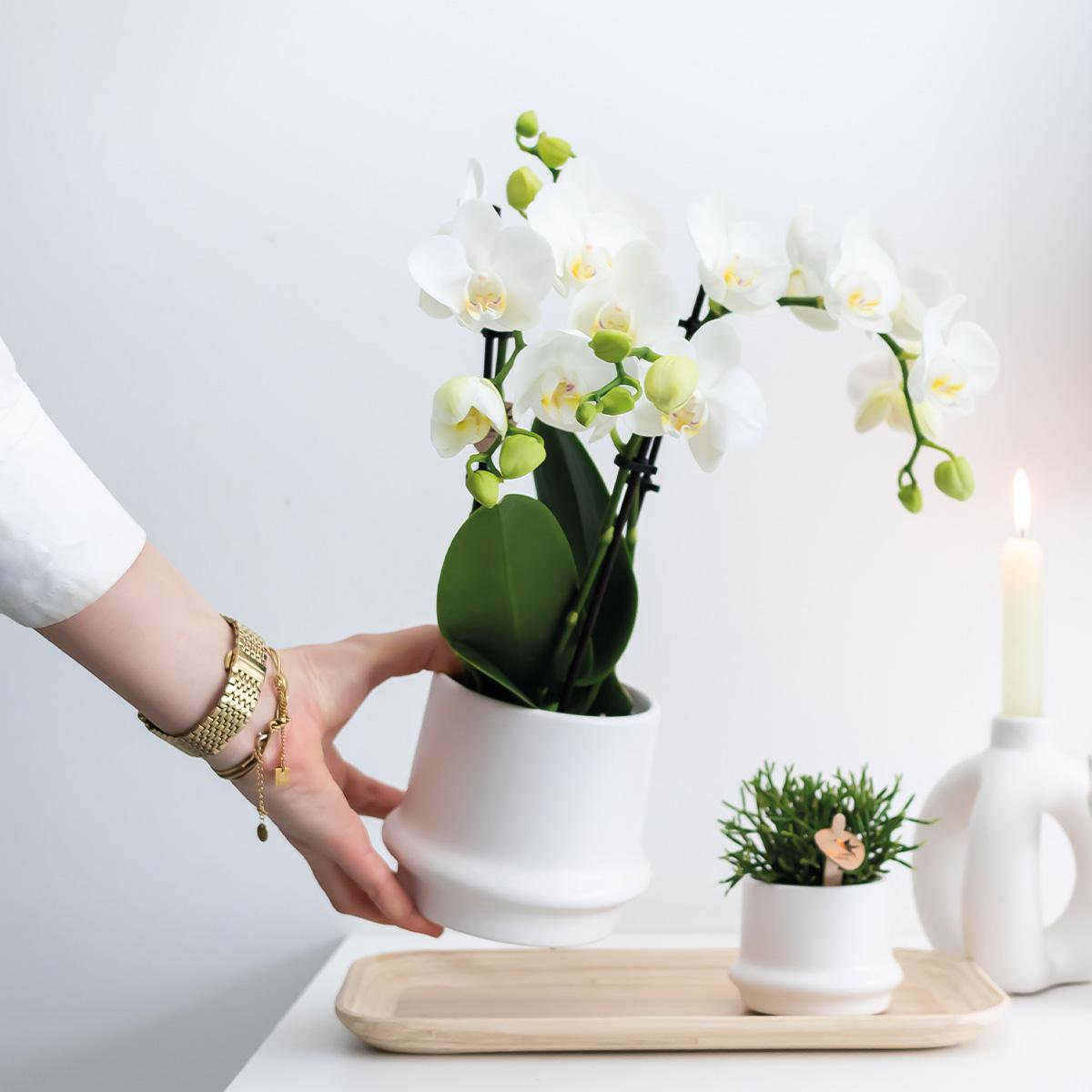 Elegante witte Phalaenopsis orchideeën – Set van 2 bloeiende kamerplanten, Ø9 cm x ±35 cm