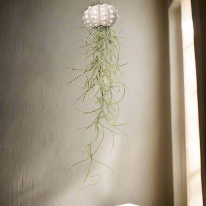 Sputnik Jellyfish Airplant – Cosmic Relic with Spanish Moss, Ø5–7 cm