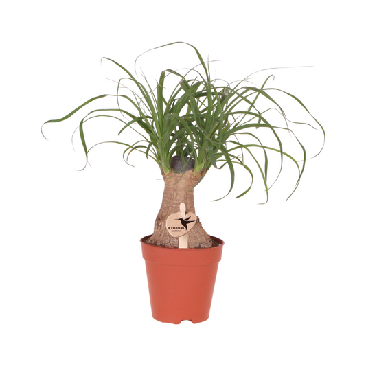 Kolibri Groenen | Groene plant - Beaucarnea ⌀9 cm - groene kamerplant - vers van de kweker