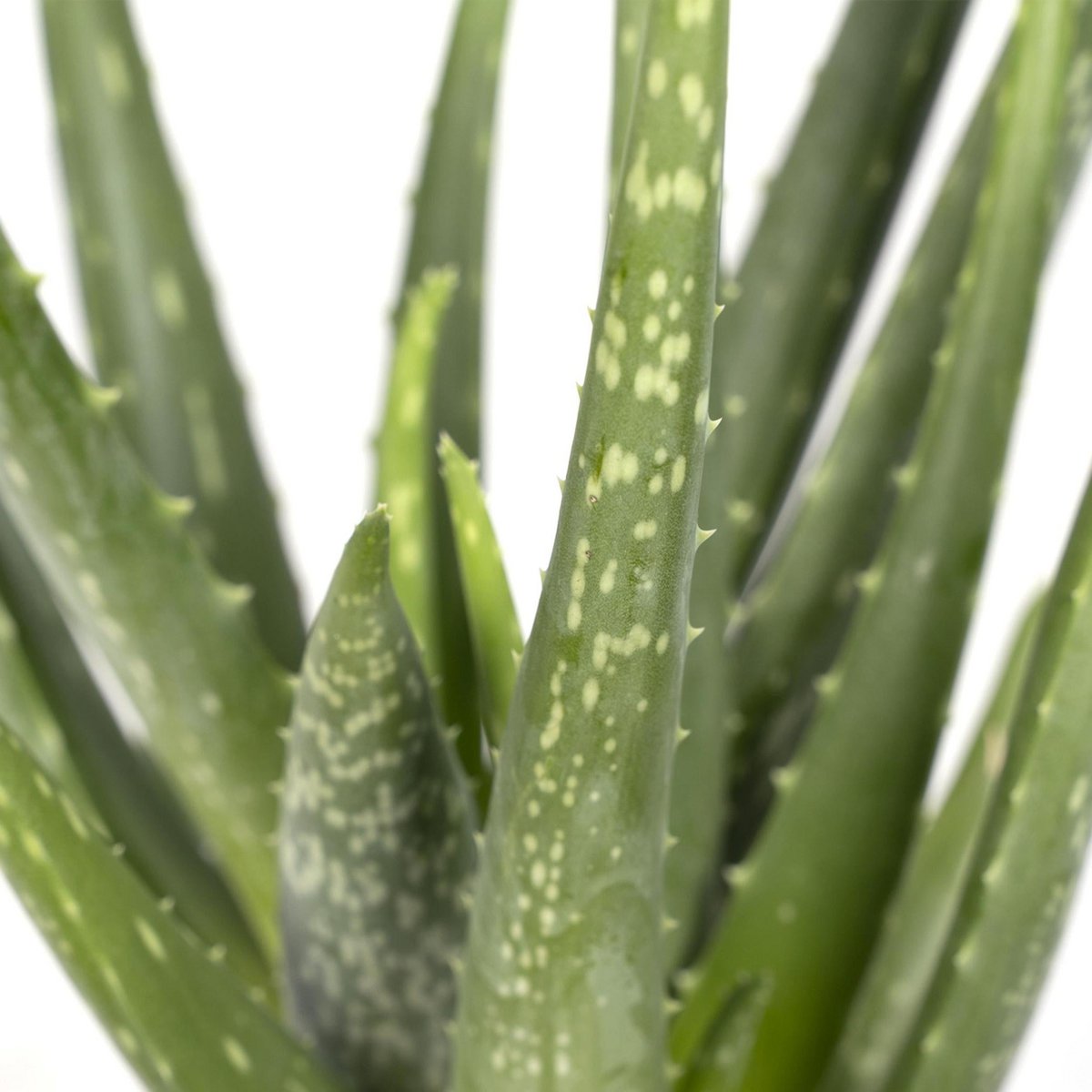Classic Aloe Succulent – Natural Strength for Ritual Spaces, Ø12 × 40 cm