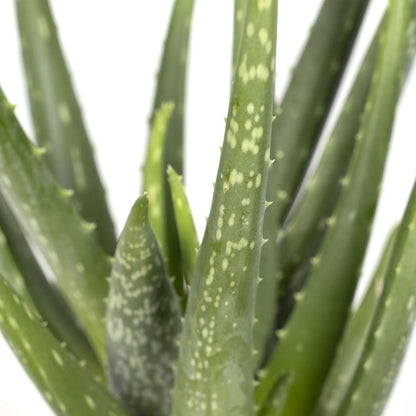 Classic Aloe Succulent – Natural Strength for Ritual Spaces, Ø12 × 40 cm