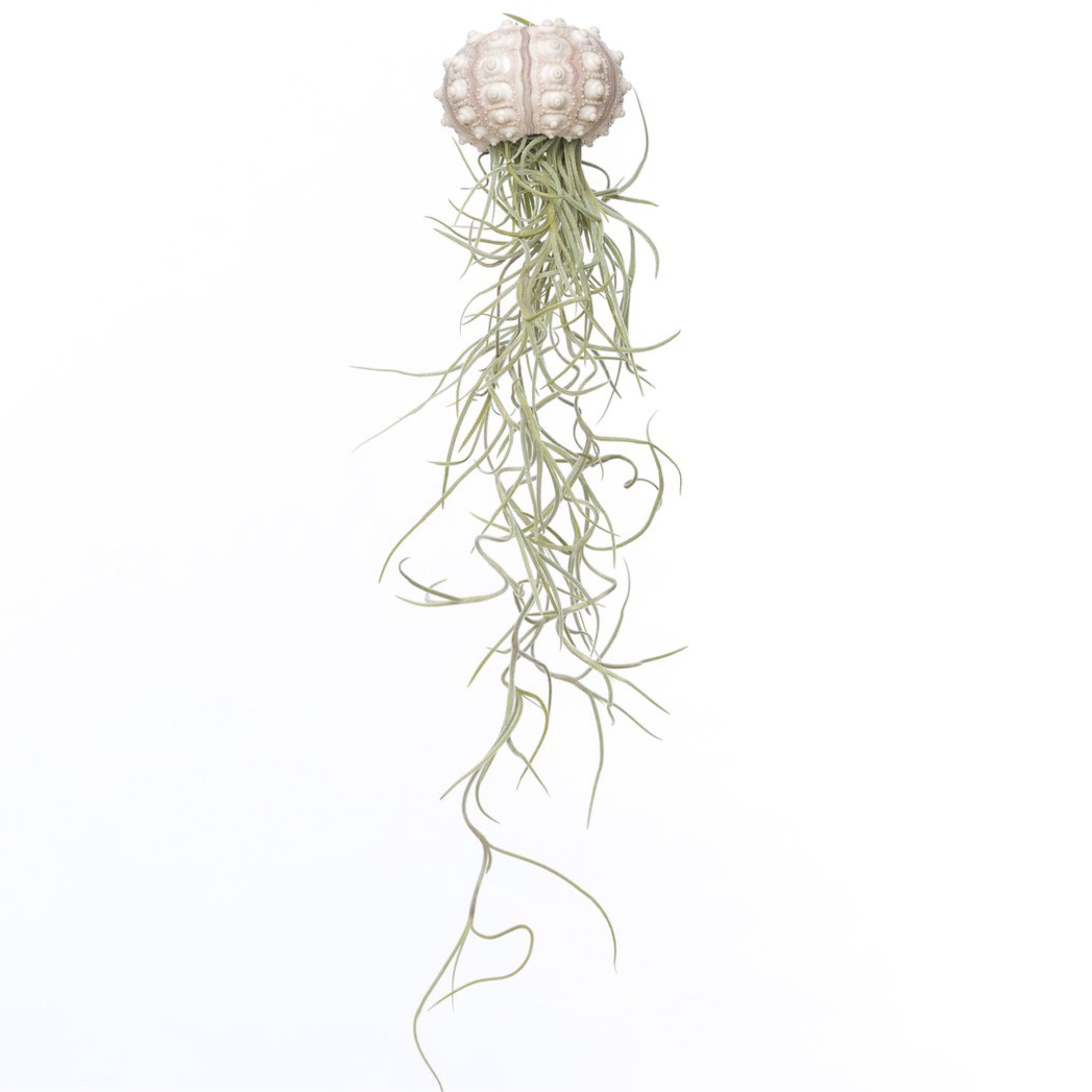 Sputnik Jellyfish Airplant – Cosmic Relic with Spanish Moss, Ø5–7 cm