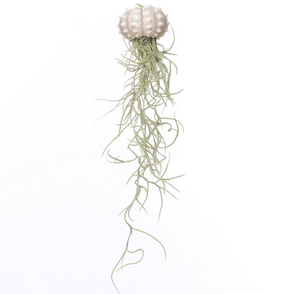 Sputnik Jellyfish Airplant – Cosmic Relic with Spanish Moss, Ø5–7 cm