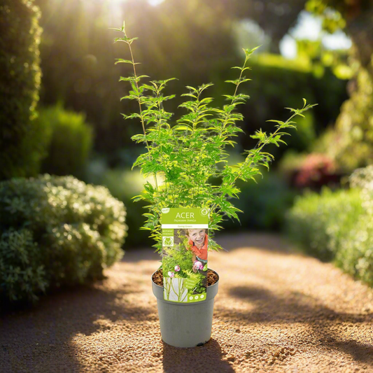 Lime Green Maple – Golden Grace Serenity, Ø19 cm × 40 cm