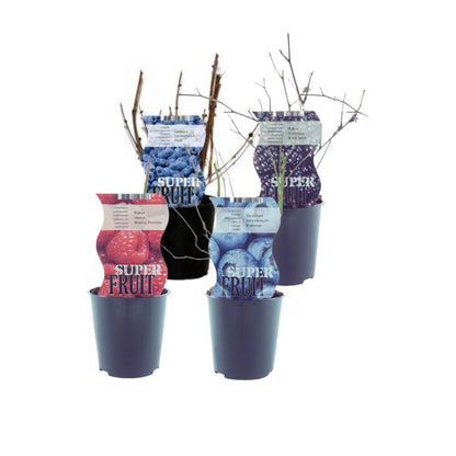 Berry Bliss Quartet - Edible Harmony of 4 Shrubs, Ø12cm x 30cm