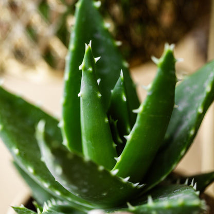 Short-Leaf Aloe Succulent – Geometric Resilience for Small Altars, Ø9 × 13 cm