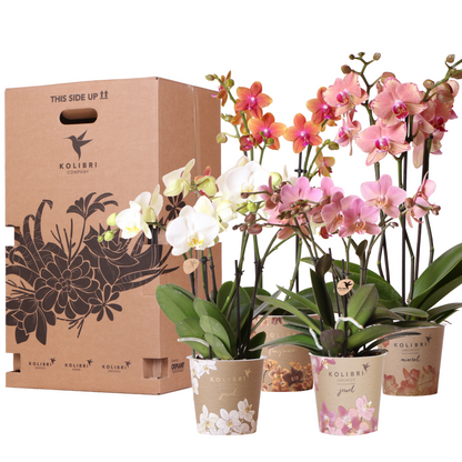 Mixed Orchid Surprise Box – Set of 4 Blooming Beauties for the Price of 3, Ø12 cm x ±45 cm