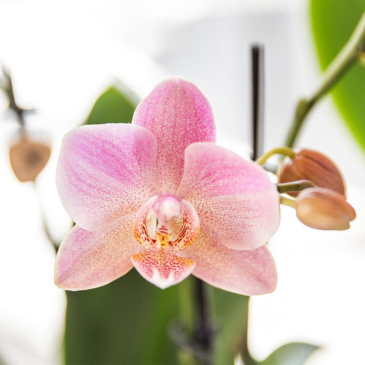 Dusty Pink Orchid Duo – Muted Elegance for Mindful Corners, Ø12 cm × ±45 cm