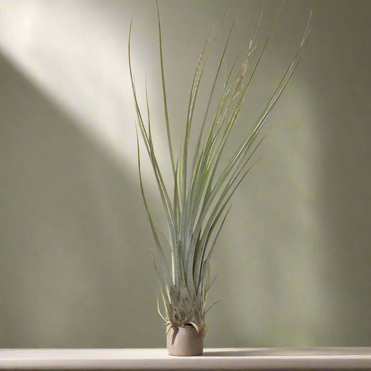 Tillandsia Juncea – Grassy Canyon Sentinel, 15–20 cm