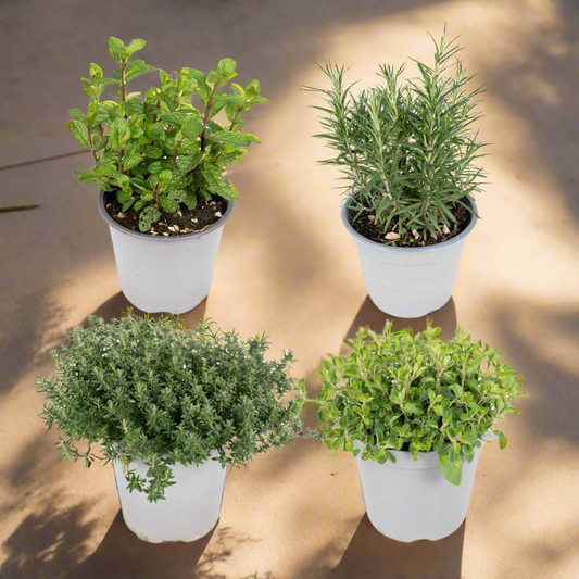 Herbal Companion Set – Set of 4, Assorted Living Green for Ritual & Kitchen, Ø14 x 10-20 cm