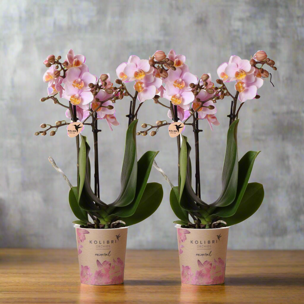 Soft Pink Orchid Duo – Graceful Blooms for Calm Interiors, Ø9 cm × ±35 cm, by Kolibri Company
