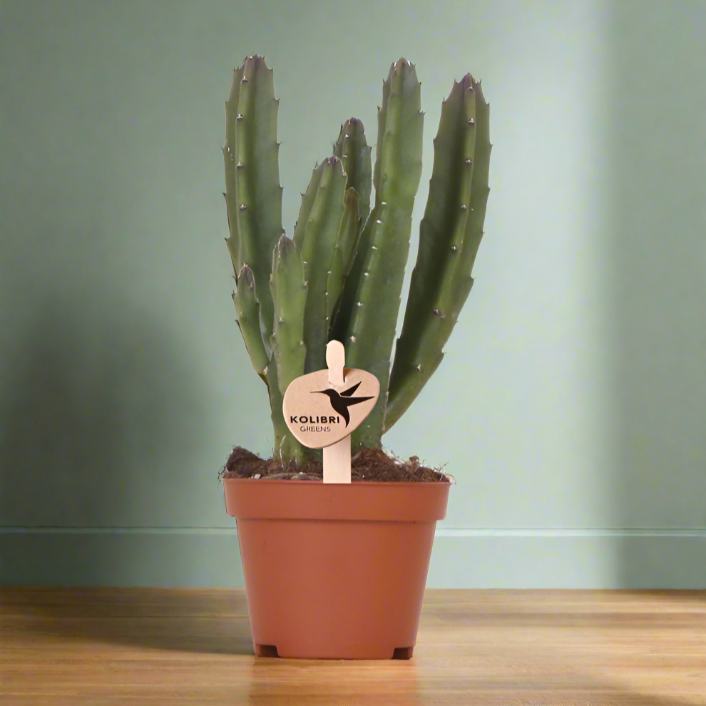 Stapelia Starflower Succulent – Silent Potential, Ø6–9 cm × ±10–12 cm