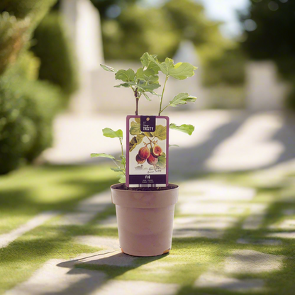 Fig Tree – Twice-Bearing Sweet Rituals, Ø15 cm × 40 cm